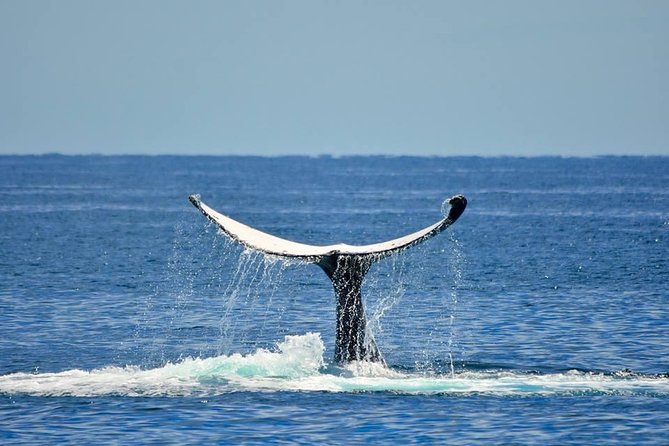 Whale Watching Busselton - Humpbacks, calves, dolphins, and seasonal visitors