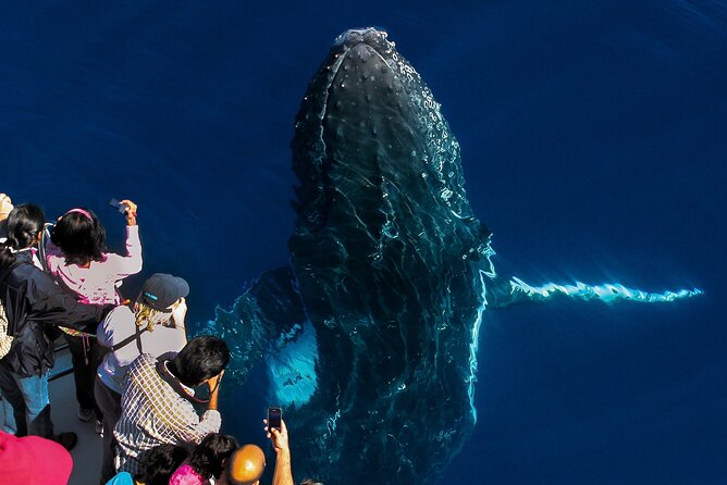 Whale Watching by Sea World Cruises - Watching humpbacks in their own waters