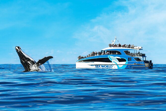 Whale Watching by Sea World Cruises - Seeing dolphins, turtles, and seabirds too