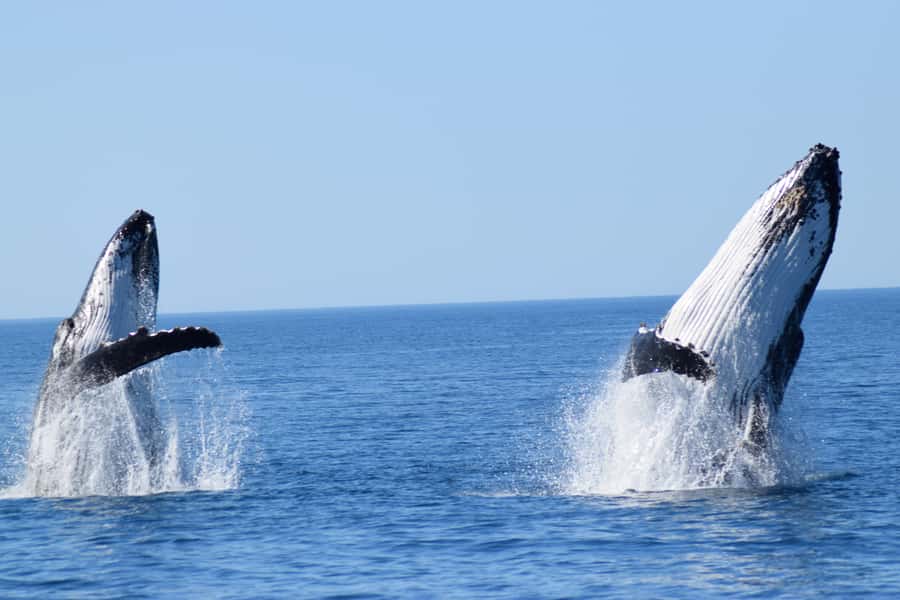 Whale Watching Cruise from Busselton, Augusta or Dunsborough - Why the migration makes this cruise special