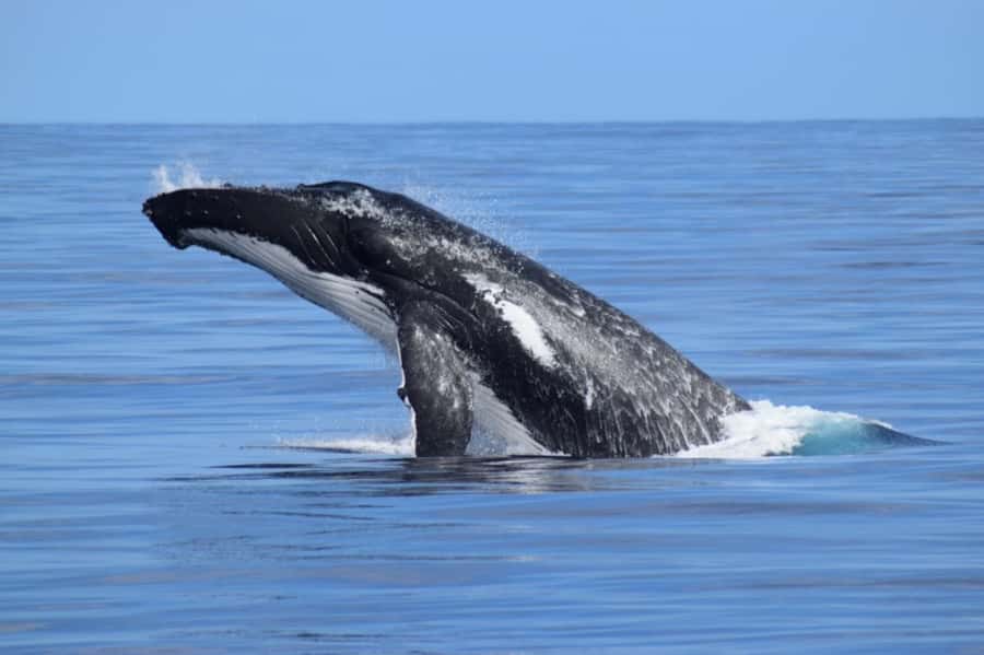 Whale Watching Cruise from Busselton, Augusta or Dunsborough - What the 2 to 2.5-hour itinerary feels like