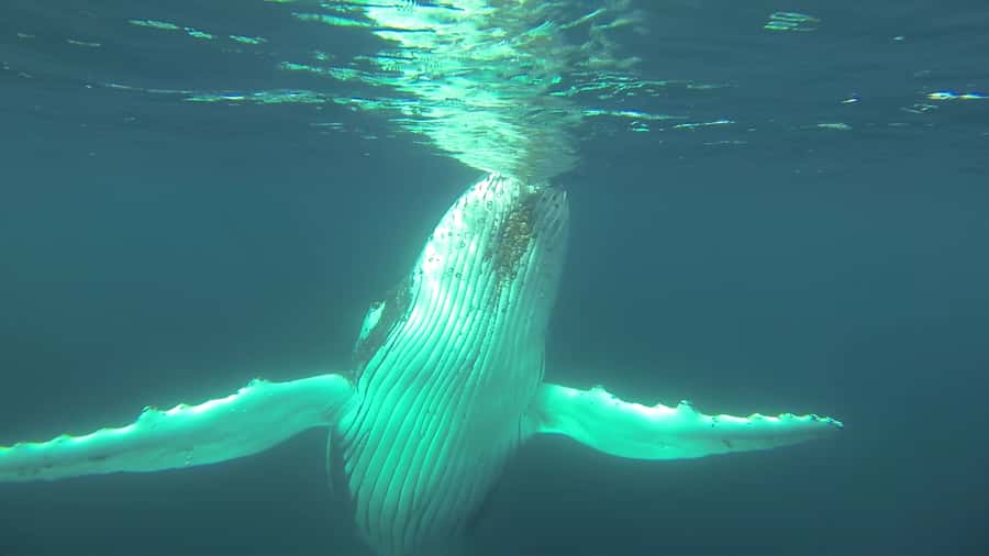 Whale Watching Cruise from Busselton, Augusta or Dunsborough - Comfort, sea conditions, and motion sickness