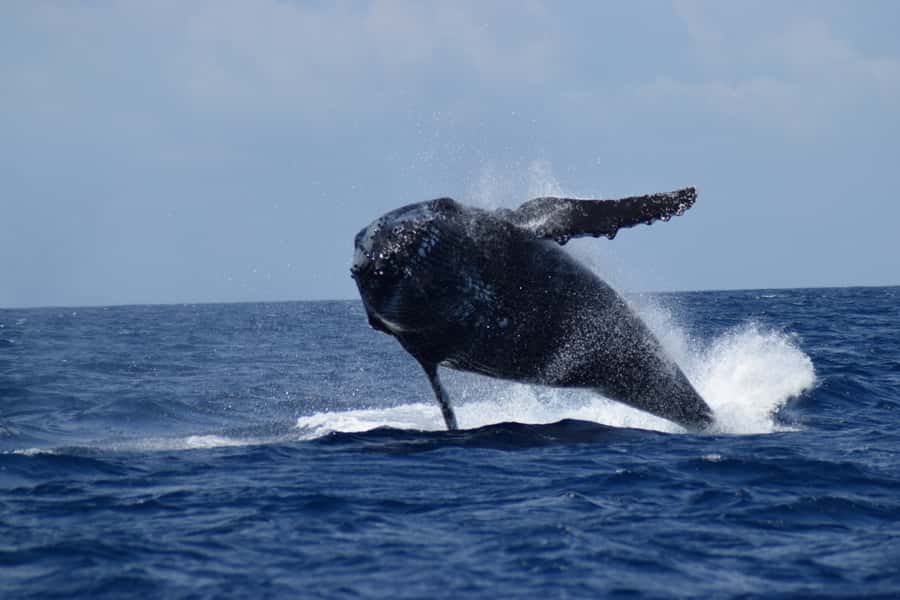 Whale Watching Cruise from Busselton, Augusta or Dunsborough - Small details that improve your day
