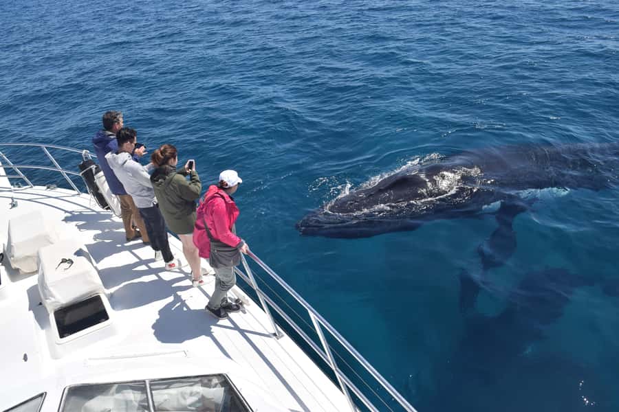 Whale Watching Cruise from Busselton, Augusta or Dunsborough - Boarding a boat designed for whale watching