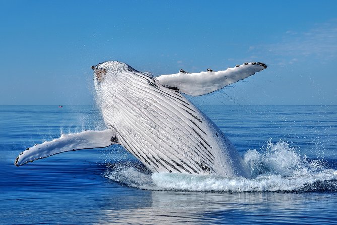 Whale Watching Dunsborough - Key points to know before booking