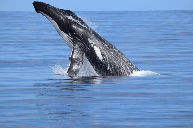 Whale Watching Dunsborough - Is $68.14 good value?