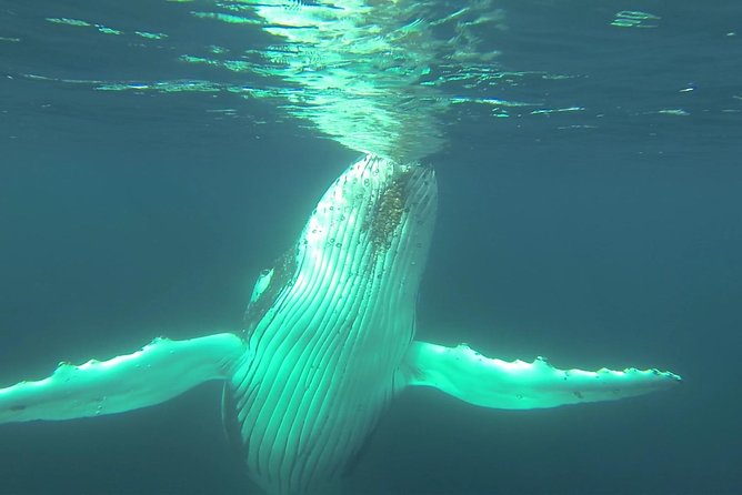 Whale Watching Dunsborough - Practical details that affect your day