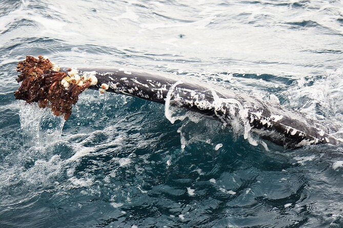 Whale Watching from Augusta in Western Australia - Why the two-hour length works