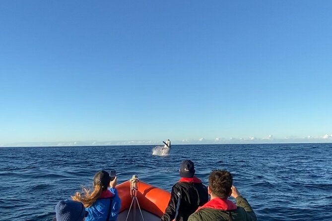 Whale Watching Gold Coast - A small boat makes the whale watch feel personal