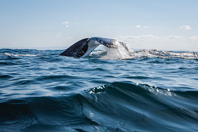 Whale Watching Gold Coast - What happens during the 2.5-hour morning