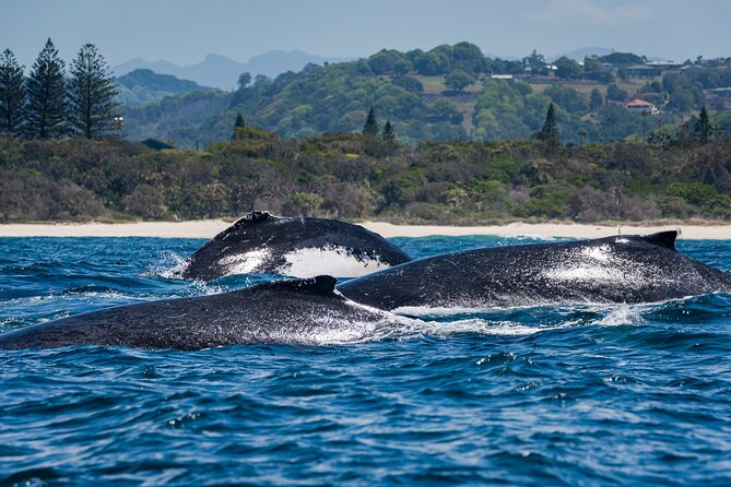 Whale Watching Gold Coast - Tweed River adds a northern coastal section