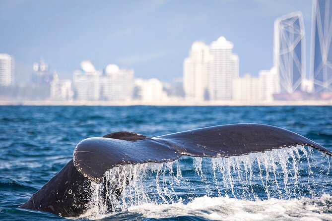 Whale Watching Gold Coast - Is $63 good value?