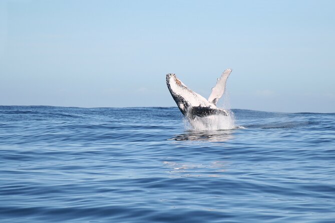 Whale Watching Gold Coast - Who will enjoy this trip most?