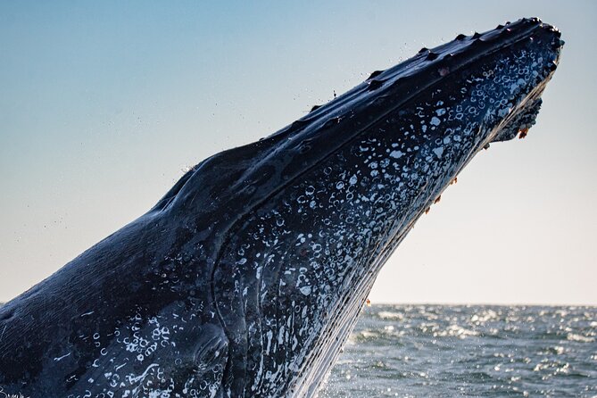 Whale Watching Gold Coast - Coolangatta brings the Gold Coast into view
