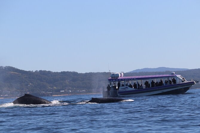 Whale Watching in Coffs Harbour - Key points about the Coffs Harbour whale watch
