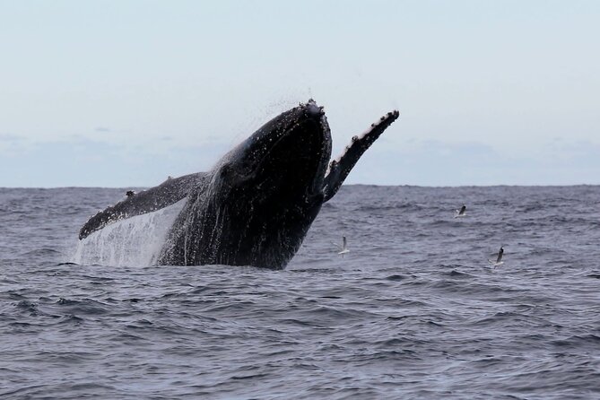 Whale Watching in Coffs Harbour - Why the fast boat matters off Coffs Harbour