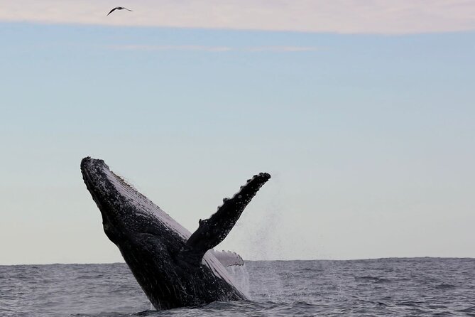 Whale Watching in Coffs Harbour - Finding the first pod with help from the lookout