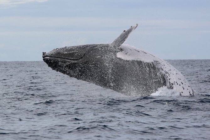 Whale Watching in Coffs Harbour - What the $64.55 price gets you