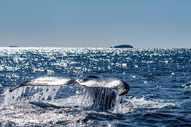Whale Watching in Coffs Harbour - Meeting at Attitude Burgers and getting ready to go
