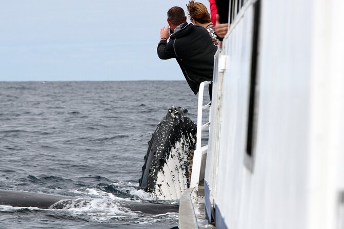 Whale Watching Tour with Spirit of Gold Coast - Key points to know before you sail