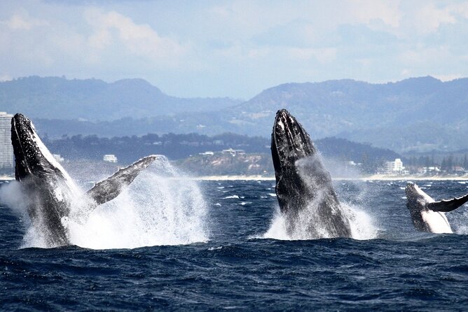 Whale Watching Tour with Spirit of Gold Coast - Leaving Southport for the open sea