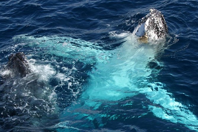 Whale Watching Tour with Spirit of Gold Coast - Upper deck views, lower deck comfort