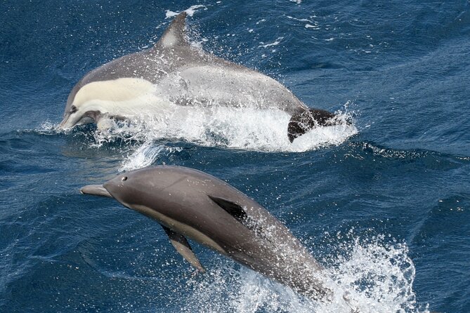 Whale Watching Tour with Spirit of Gold Coast - Is $53.08 good value?