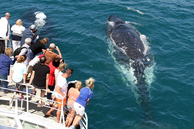 Whale Watching Tour with Spirit of Gold Coast - Who will enjoy this cruise most?