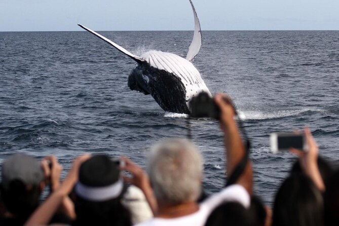 Whale Watching Tour with Spirit of Gold Coast - A souvenir, conservation message, and honest expectations
