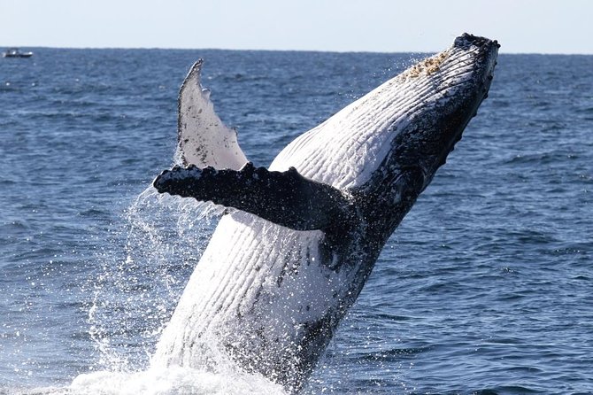 Whale Watching Tour with Spirit of Gold Coast - The first whale sightings can come fast