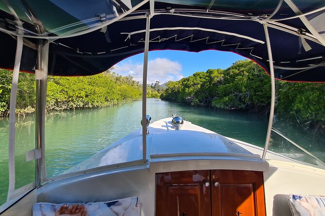 Whisper Cruises - One-Hour Turtle Spotting Bay Cruise - Why the electric boat changes the experience