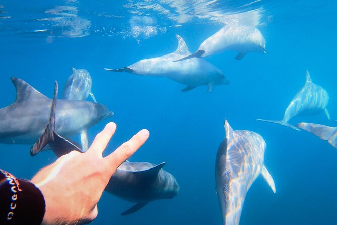 Wild Dolphin Swim Cruise - Key points to know before booking