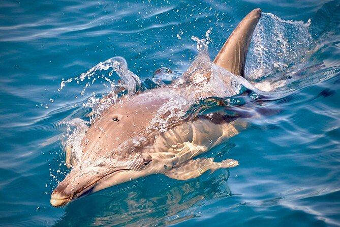 Wild Dolphin Swim Cruise - Glenelg at 8:00 am: an easy start by the marina