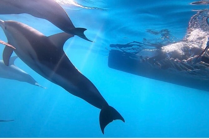 Wild Dolphin Swim Cruise - Cruising into Holdfast Shores with marine biologists
