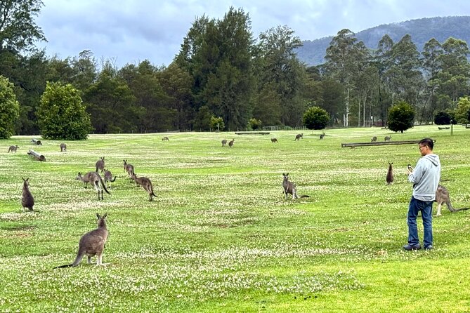 WILD Wombat and Kangaroo Day Tour, All Inclusive - Robertson Pie Shop makes lunch simple