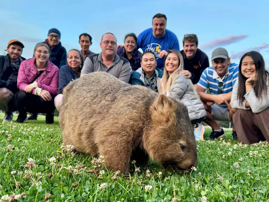 WILD Wombats and Kangaroo Experience, All Inclusive, Sydney - Robertson Pie Shop and the seasonal lunch rule