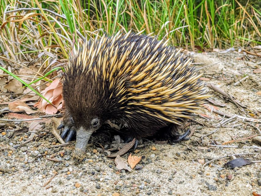 WILD Wombats and Kangaroo Experience, All Inclusive, Sydney - Budderoo National Park and waterfall country