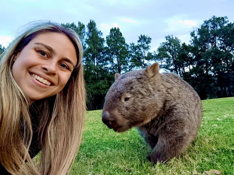 WILD Wombats and Kangaroo Experience, All Inclusive, Sydney - Morton National Park and the wildlife search