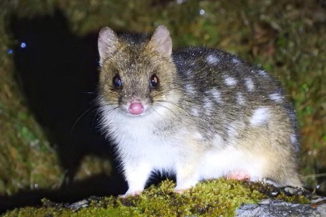 Wildlife Night Spotting at Cradle Mountain - Key points to know before you book
