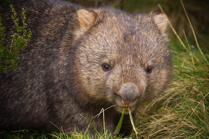Wildlife Night Spotting at Cradle Mountain - Ronny Creek and the first torchlit walk