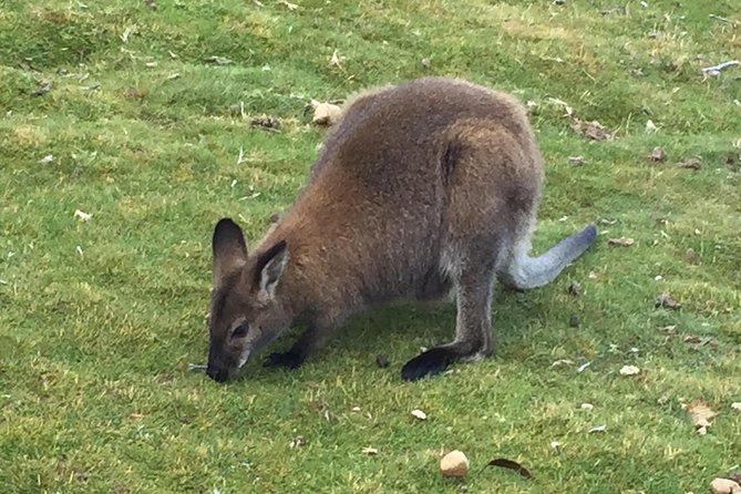 Wildlife Night Spotting at Cradle Mountain - The Cradle Valley Boardwalk and Overland Track