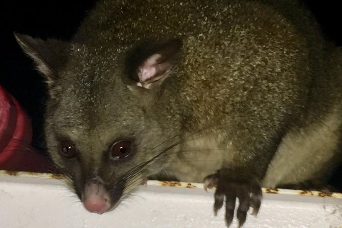 Wildlife Night Spotting at Cradle Mountain - Waldheim Chalet and the ride home