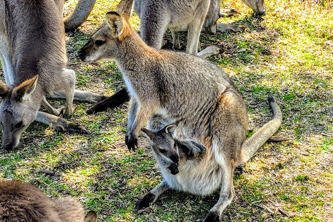 Wildlife, Waterfalls and Wine Day Tour from Sydney - Walking to the waterfall in Morton National Park