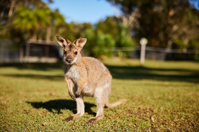 Wildlife, Waterfalls and Wine Day Tour from Sydney - Is $268.97 good value?