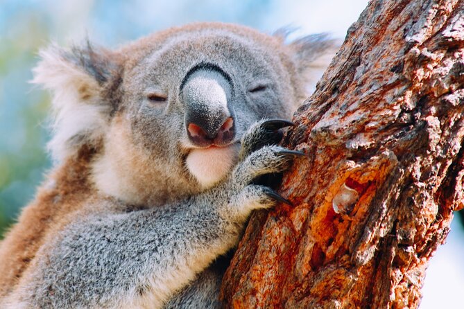 Wildlife, Waterfalls and Wine Day Tour from Sydney - From Circular Quay to Bald Hill Lookout