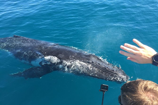 World class Whale Watching from Hervey Bay - Key points to know before booking