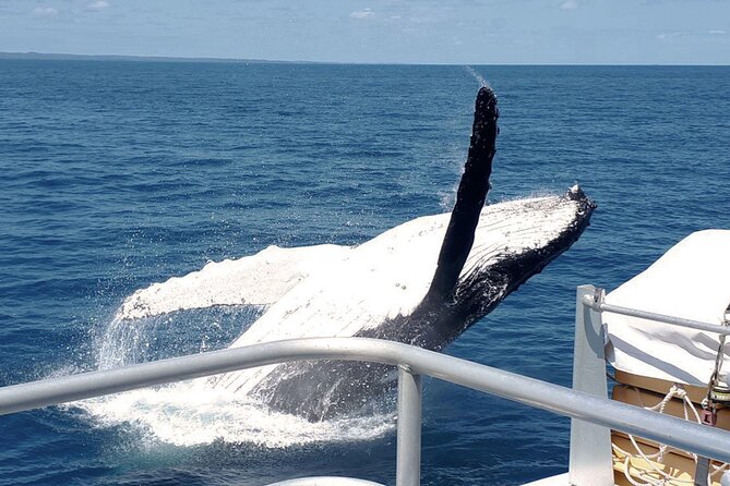 World class Whale Watching from Hervey Bay - Starting at the Boat Club