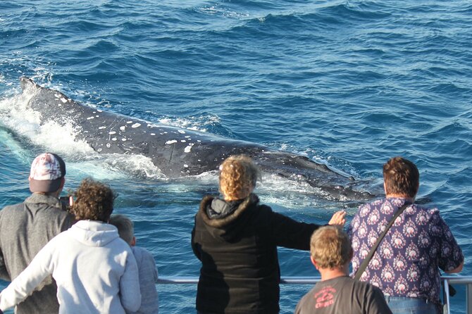 World class Whale Watching from Hervey Bay - When whales come close to the Amaroo