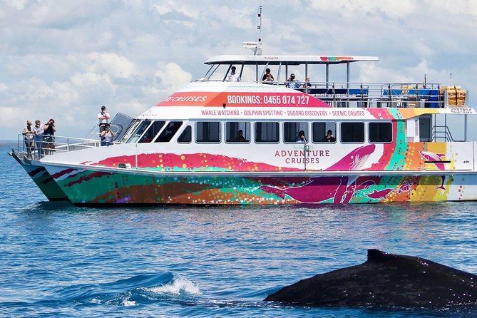 World class Whale Watching from Hervey Bay - Tea, biscuits, and four hours at sea
