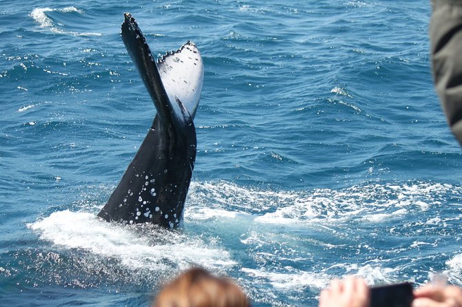 World class Whale Watching from Hervey Bay - Views toward K’gari and the Fraser Coast